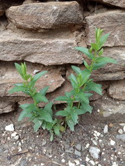 Nepeta nuda