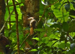 Onychorhynchus coronatus