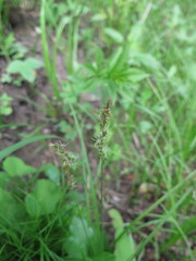 Carex pallida