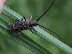 Monochamus saltuarius