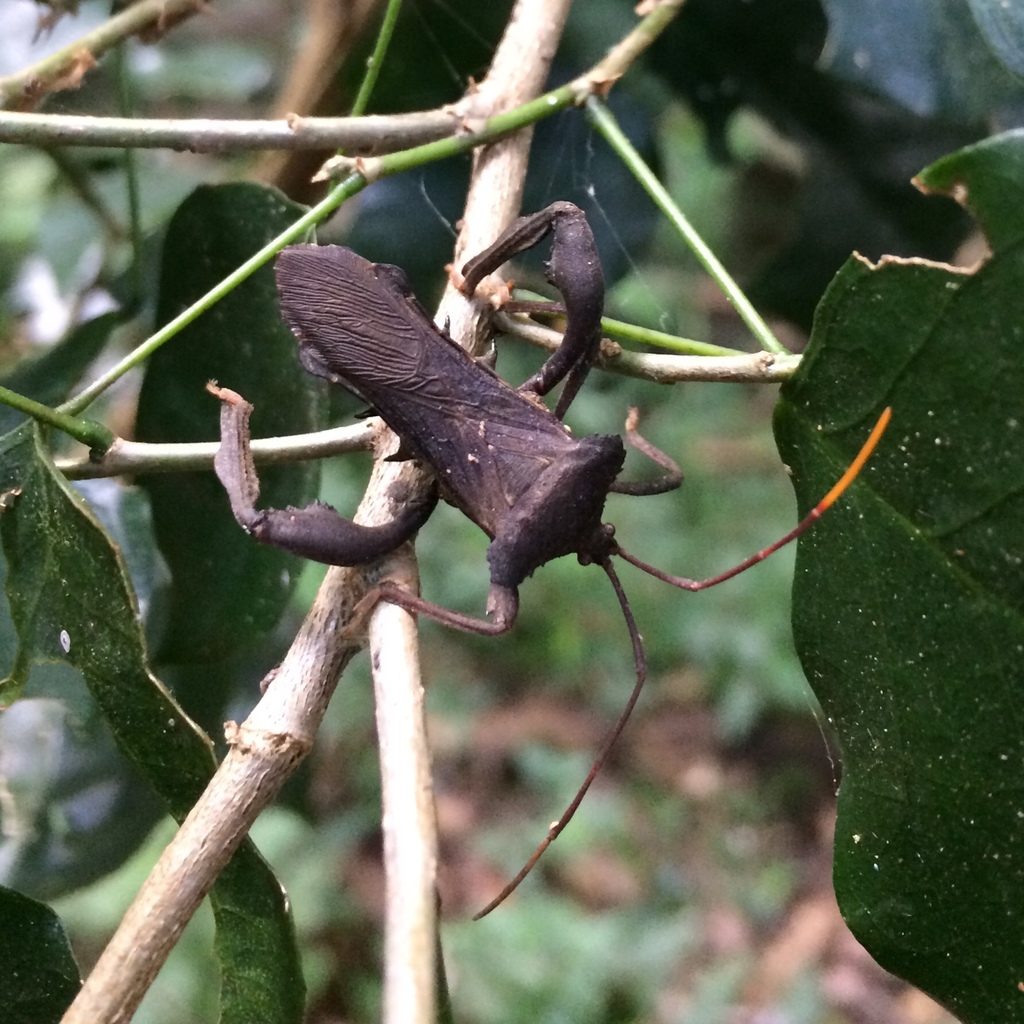Plectropoda undata