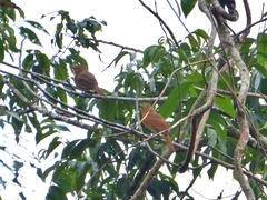 Rhytipterna holerythra