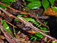 Anolis tropidonotus
