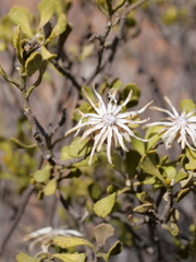 Olearia calcarea