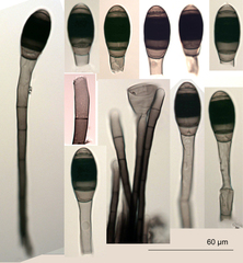 Phragmocephala elliptica