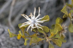Olearia calcarea