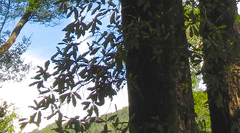 Quintinia