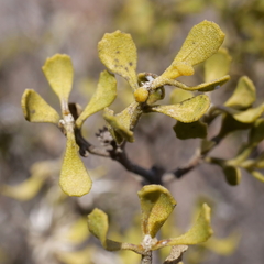 Olearia calcarea