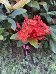 Ixora