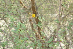 Vachellia flava