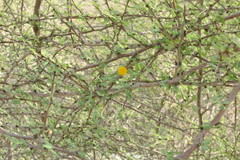 Vachellia flava