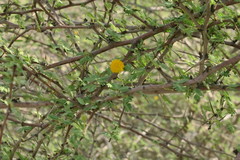 Vachellia flava