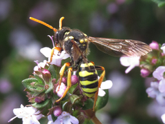 Nomada goodeniana