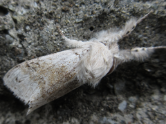 Calliteara pseudabietis