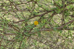 Vachellia flava