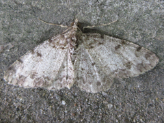 Protoboarmia simpliciaria