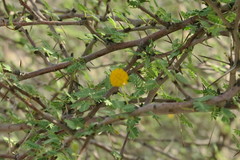 Vachellia flava