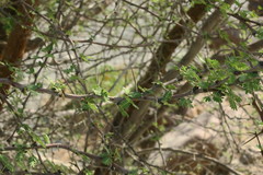 Vachellia flava