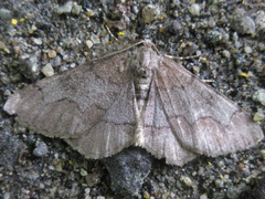 Rikiosatoa grisea