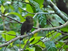 Schiffornis veraepacis