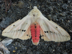 Spilarctia seriatopunctata