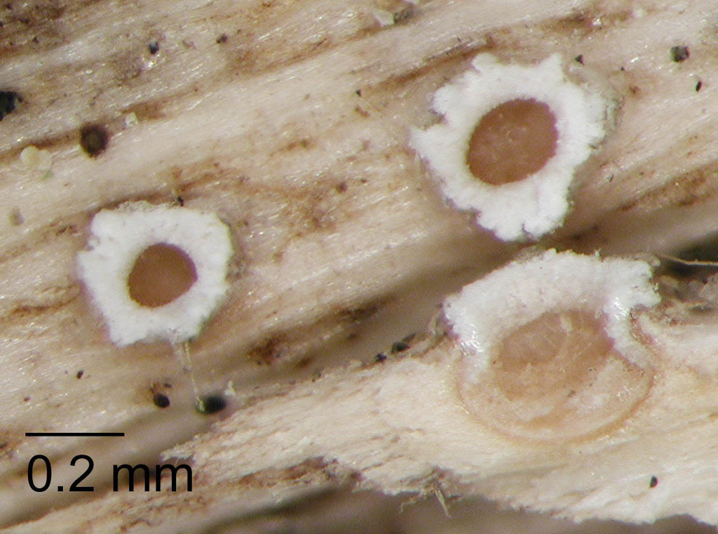 Stictis cordylines