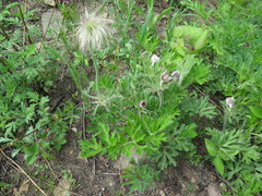 Pulsatilla cernua