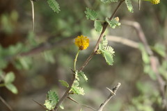 Vachellia flava