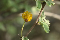 Vachellia flava