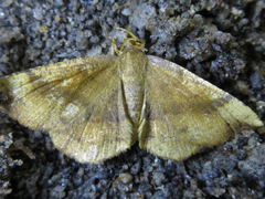 Plagodis pulveraria