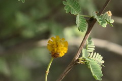 Vachellia flava