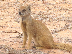 Cynictis penicillata penicillata
