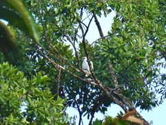 Pseudastur albicollis