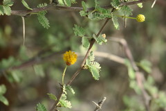 Vachellia flava