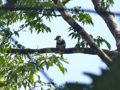Notharchus hyperrhynchus