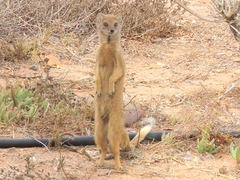 Cynictis penicillata penicillata