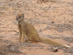 Cynictis penicillata penicillata