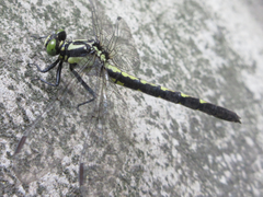 Trigomphus citimus