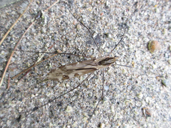 Tipula coquilletti