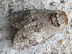 Cossus cossus