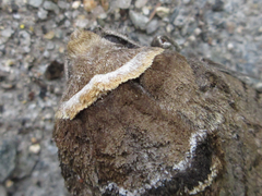 Cossus cossus