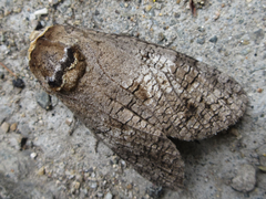 Cossus cossus