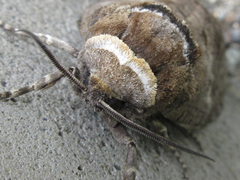 Cossus cossus