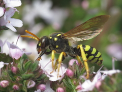Nomada goodeniana