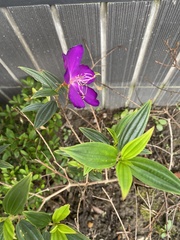 Tibouchina