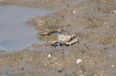 Macrophthalmus banzai