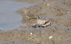 Macrophthalmus banzai