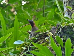 Formicarius moniliger