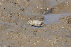 Macrophthalmus banzai