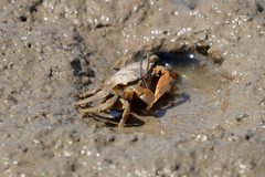 Macrophthalmus banzai